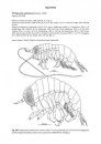 Marine and Freshwater Amphipoda from the Baltic Sea and Adjacent Territories