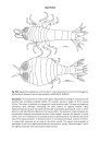 Marine and Freshwater Amphipoda from the Baltic Sea and Adjacent Territories
