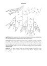 Marine and Freshwater Amphipoda from the Baltic Sea and Adjacent Territories