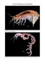 Marine and Freshwater Amphipoda from the Baltic Sea and Adjacent Territories