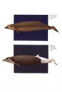 Beaked Whales