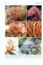 Syllabus of Plant Families, Volume 2/2: Photoautotrophic Eukaryotic Algae