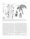 Phylogeny and Evolution of the Angiosperms