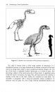 Paleobiology of Giant Flightless Birds