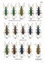 The Tenebrionid Beetles of Japan [Japanese]