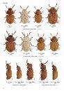 The Tenebrionid Beetles of Japan [Japanese]
