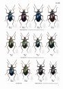The Tenebrionid Beetles of Japan [Japanese]
