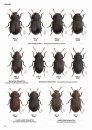 The Tenebrionid Beetles of Japan [Japanese]