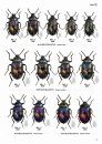 The Tenebrionid Beetles of Japan [Japanese]
