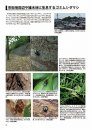The Tenebrionid Beetles of Japan [Japanese]