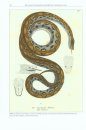 Regenbogenboas: Das Kompendium [Rainbow Boas: Natural History & Captive Husbandry]