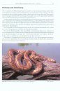 Regenbogenboas: Das Kompendium [Rainbow Boas: Natural History & Captive Husbandry]