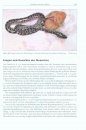 Regenbogenboas: Das Kompendium [Rainbow Boas: Natural History & Captive Husbandry]