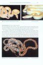 Regenbogenboas: Das Kompendium [Rainbow Boas: Natural History & Captive Husbandry]