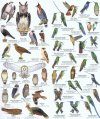 Colombia: Birds / Aves