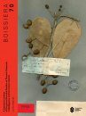 Boissiera, Volume 70: A Taxonomic Revision of the Genus Noronhia Stadtm. ex Thouars (Oleaceae) in Madagascar and the Comoro Islands