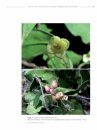 Boissiera, Volume 70: A Taxonomic Revision of the Genus Noronhia Stadtm. ex Thouars (Oleaceae) in Madagascar and the Comoro Islands