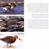 Shorebirds in Action