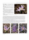 The World of Crocuses