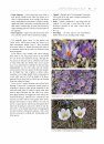 The World of Crocuses