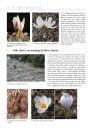 The World of Crocuses