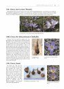 The World of Crocuses