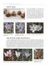 The World of Crocuses