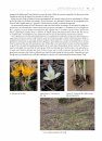 The World of Crocuses