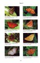 Field Guide to Butterflies of The Philippines