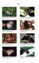 Field Guide to Butterflies of The Philippines