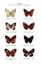 Field Guide to Butterflies of The Philippines