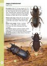 A Guide to Beetles of Borneo