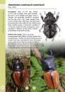 A Guide to Beetles of Borneo