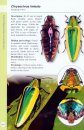 A Guide to Beetles of Borneo