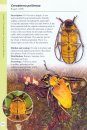 A Guide to Beetles of Borneo