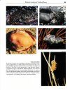 Marine Invertebrates of Northwest Mexico / Invertebrados Marinos del Noroeste de Mexicó