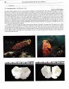 Marine Invertebrates of Northwest Mexico / Invertebrados Marinos del Noroeste de Mexicó