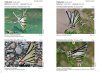 Butterflies of Brazil / Borboletas do Brasil (3-Volume Set)