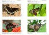 Butterflies of Brazil / Borboletas do Brasil (3-Volume Set)