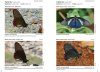 Butterflies of Brazil / Borboletas do Brasil (3-Volume Set)