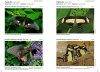 Butterflies of Brazil / Borboletas do Brasil (3-Volume Set)