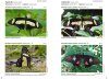 Butterflies of Brazil / Borboletas do Brasil (3-Volume Set)