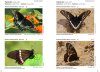 Butterflies of Brazil / Borboletas do Brasil (3-Volume Set)