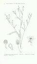 The Illustrated Flora of Illinois: Flowering Plants: Magnolias to Pitcher Plants