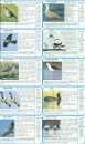 Mallorca Super-Durable Map and Bird Watching Guide