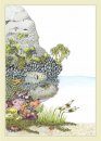 Fylling's Illustrated Guide to Pacific Coast Tidal Pools