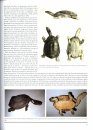 Freshwater Turtles of Australia