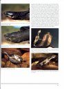 Freshwater Turtles of Australia