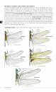 Field Guide to the Dragonflies of Britain and Europe