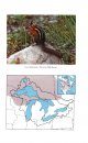 Mammals of the Great Lakes Region